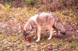 Coyote100909_1124hrs